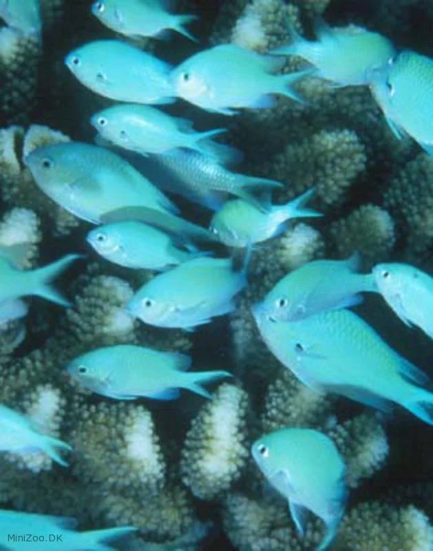 Grøn chromis (Chromis viridis)